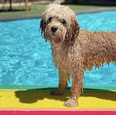 19 Dogs Mastering Surfing: Ocean Waves & Kiddie Pool Training