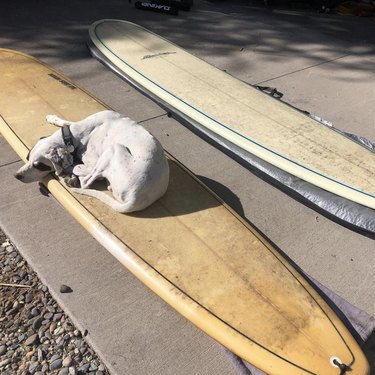 19 Dogs Mastering Surfing: Ocean Waves & Kiddie Pool Training
