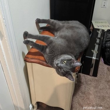 17 Adorable Pets That Will Melt Your Heart