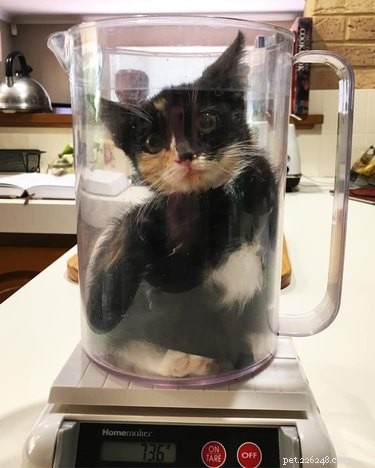 17 Adorable Pets That Will Melt Your Heart