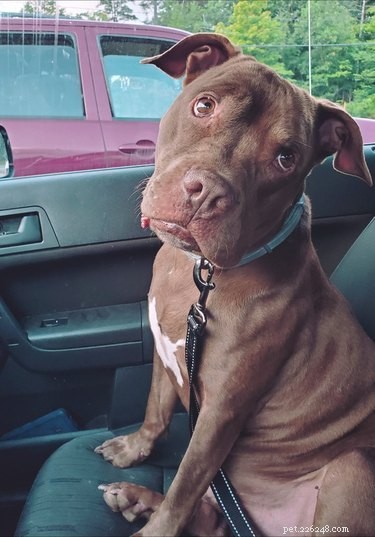 17 Adorable Pets That Will Melt Your Heart
