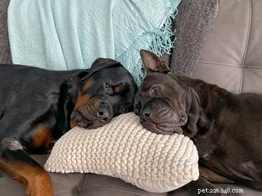 17 Adorable Pets That Will Melt Your Heart