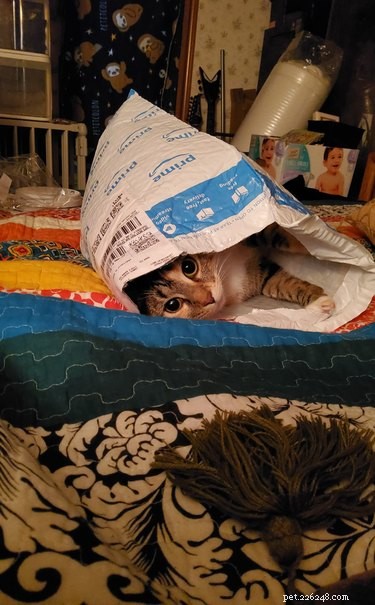 17 Adorable Pets That Will Melt Your Heart