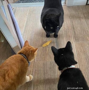 17 Adorable Pets That Will Melt Your Heart