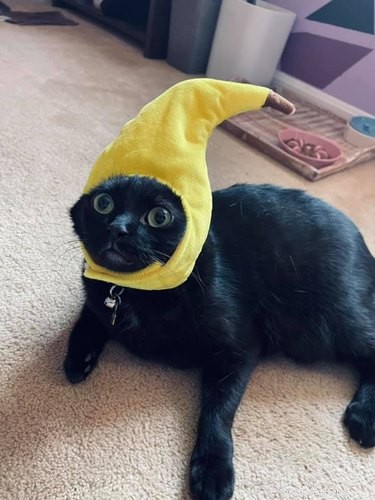 17 Adorable Pets That Will Melt Your Heart