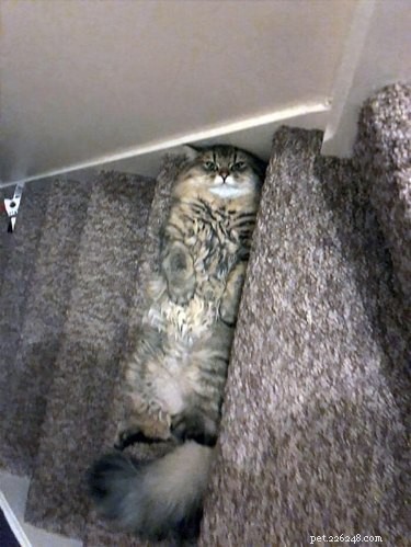 17 Adorable Pets That Will Melt Your Heart