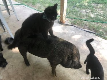 17 Adorable Pets That Will Melt Your Heart