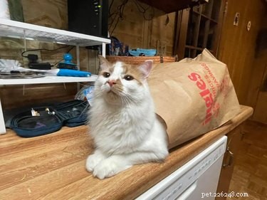 17 Adorable Pets That Will Melt Your Heart