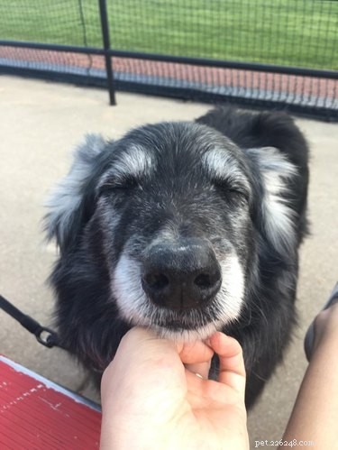 18 Senior Dogs Showing How to Thrive in Their Golden Years
