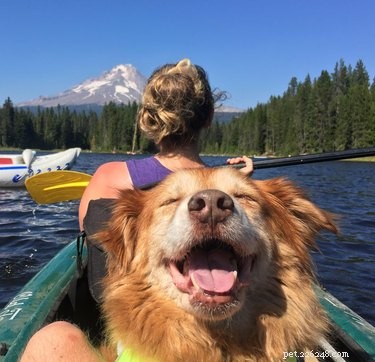 18 Senior Dogs Showing How to Thrive in Their Golden Years
