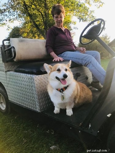 18 Senior Dogs Showing How to Thrive in Their Golden Years