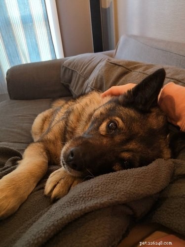 18 Senior Dogs Showing How to Thrive in Their Golden Years
