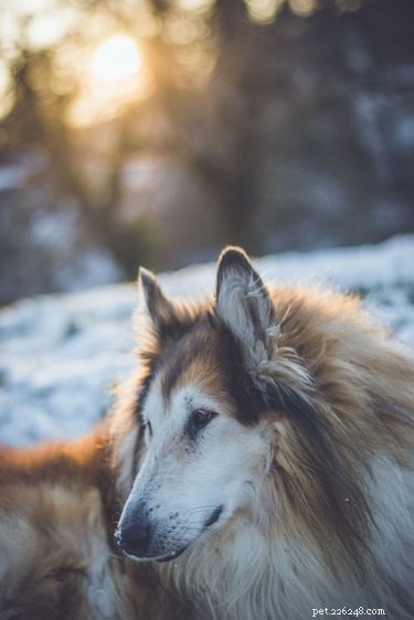 18 Senior Dogs Showing How to Thrive in Their Golden Years