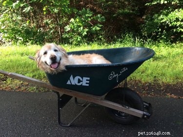 18 Senior Dogs Showing How to Thrive in Their Golden Years