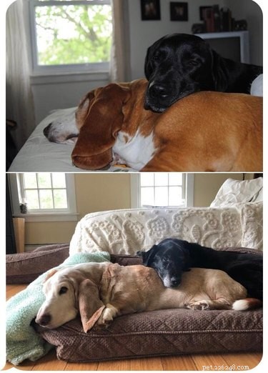 18 Senior Dogs Showing How to Thrive in Their Golden Years