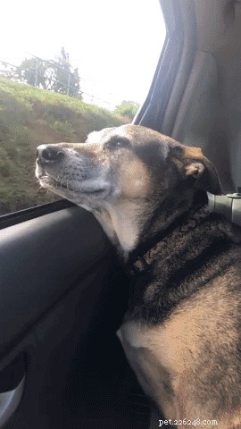 18 Senior Dogs Showing How to Thrive in Their Golden Years
