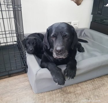 18 Senior Dogs Showing How to Thrive in Their Golden Years