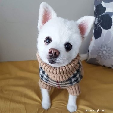 18 Senior Dogs Showing How to Thrive in Their Golden Years