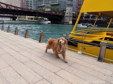 18 Senior Dogs Showing How to Thrive in Their Golden Years