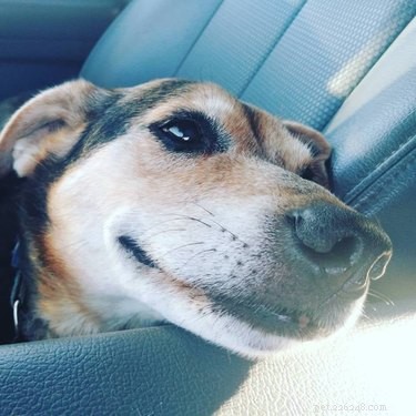 18 Senior Dogs Showing How to Thrive in Their Golden Years