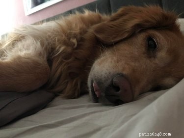 18 Senior Dogs Showing How to Thrive in Their Golden Years