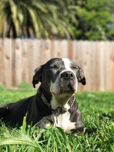 18 Senior Dogs Showing How to Thrive in Their Golden Years