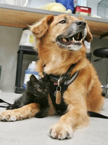 18 Senior Dogs Showing How to Thrive in Their Golden Years