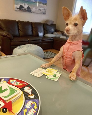18 Canine Card Sharks: Dogs That Dominate Poker, Blackjack, and More