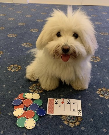 18 Canine Card Sharks: Dogs That Dominate Poker, Blackjack, and More