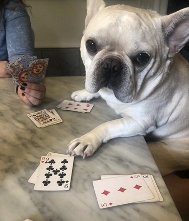 18 Canine Card Sharks: Dogs That Dominate Poker, Blackjack, and More
