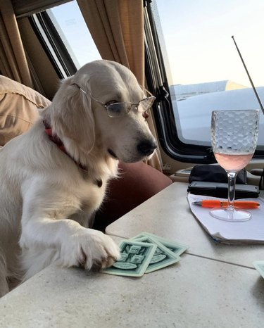 18 Canine Card Sharks: Dogs That Dominate Poker, Blackjack, and More