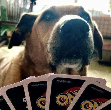 18 Canine Card Sharks: Dogs That Dominate Poker, Blackjack, and More