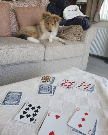 18 Canine Card Sharks: Dogs That Dominate Poker, Blackjack, and More