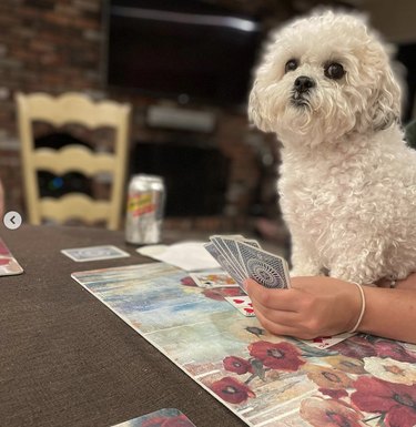 18 Canine Card Sharks: Dogs That Dominate Poker, Blackjack, and More
