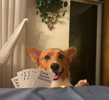 18 Canine Card Sharks: Dogs That Dominate Poker, Blackjack, and More