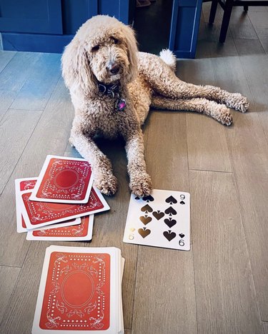 18 Canine Card Sharks: Dogs That Dominate Poker, Blackjack, and More