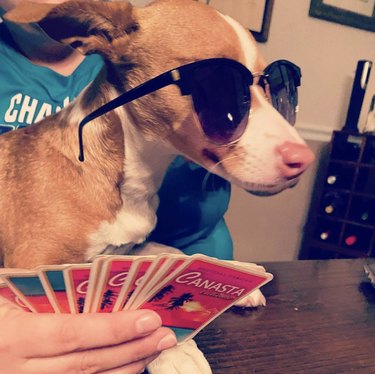 18 Canine Card Sharks: Dogs That Dominate Poker, Blackjack, and More