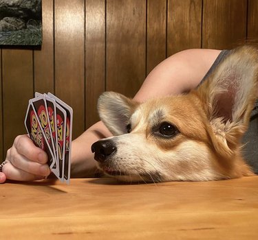 18 Canine Card Sharks: Dogs That Dominate Poker, Blackjack, and More