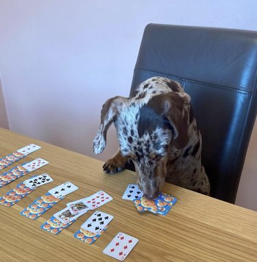 18 Canine Card Sharks: Dogs That Dominate Poker, Blackjack, and More