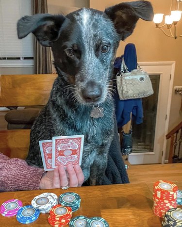 18 Canine Card Sharks: Dogs That Dominate Poker, Blackjack, and More