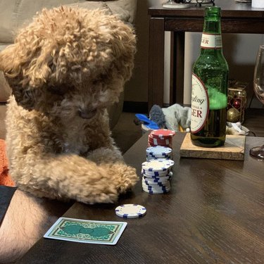18 Canine Card Sharks: Dogs That Dominate Poker, Blackjack, and More