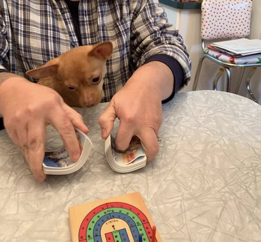 18 Canine Card Sharks: Dogs That Dominate Poker, Blackjack, and More