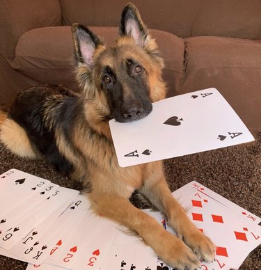18 Canine Card Sharks: Dogs That Dominate Poker, Blackjack, and More