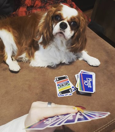 18 Canine Card Sharks: Dogs That Dominate Poker, Blackjack, and More