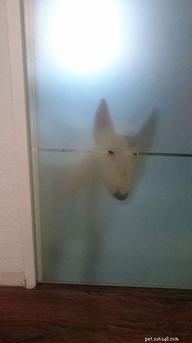Top 20 Dog Breeds That Excel at Hide-and-Seek