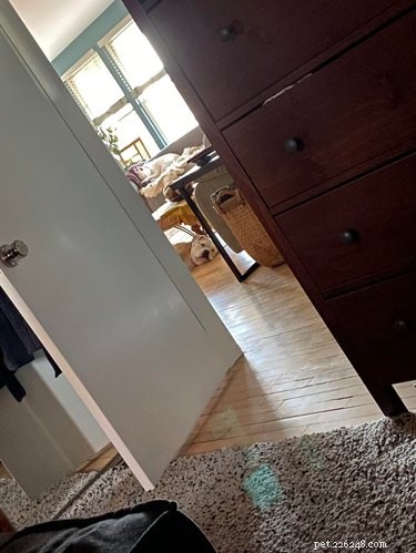 Top 20 Dog Breeds That Excel at Hide-and-Seek
