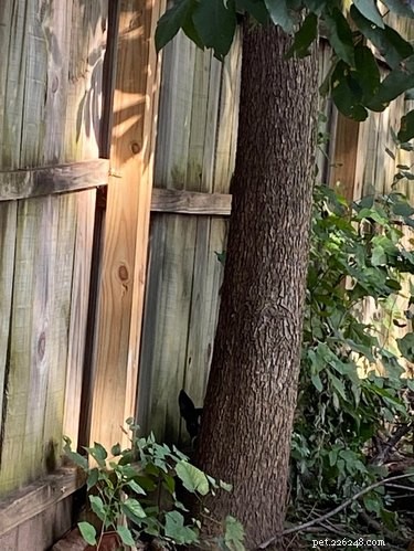 Top 20 Dog Breeds That Excel at Hide-and-Seek