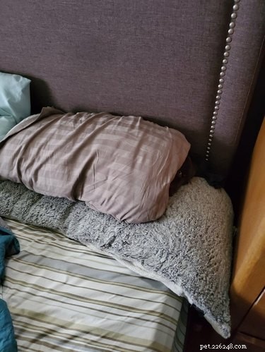 Top 20 Dog Breeds That Excel at Hide-and-Seek