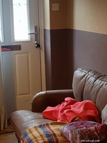 Top 20 Dog Breeds That Excel at Hide-and-Seek
