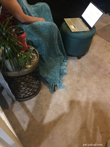Top 20 Dog Breeds That Excel at Hide-and-Seek